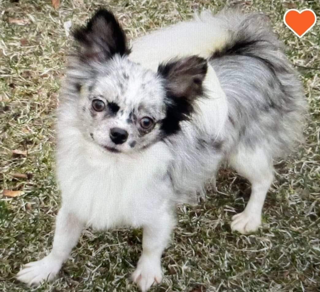 Summer - Chihuahua