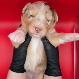 Quinn5Girl1- RMF,LONGtail, blue eyes likely, CHIC-OFA-DNA-AKC Titled Parents - Red merle female Australian Shepherd puppy in South Hill, Virginia from Silverside Aussies LLC