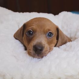 Dachshund Puppies from Hoosier Little Wieners