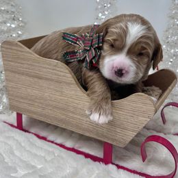 Lucky - Orange - Apricot male Australian Labradoodle puppy in Citrus Heights, California from Elite Blend Labradoodles