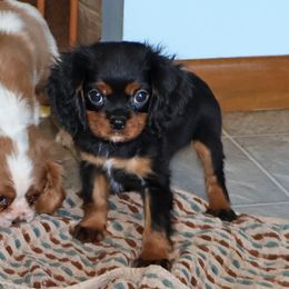 Bosco - Black and tan male Cavalier King Charles Spaniel puppy in Pleasant City, Ohio from cywood's ohio cavaliers