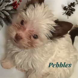 Pebbles - White female Morkie puppy in Davenport, Florida from Fanci Pants Parti Yorkies