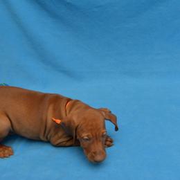 Vizsla Puppies from Summit Vizsla (we can deliver to you)