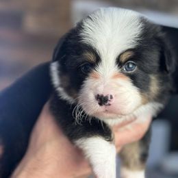 Flint - Black and tan male Pembroke Welsh Corgi puppy in Mannington, West Virginia from Sunshine Corgies