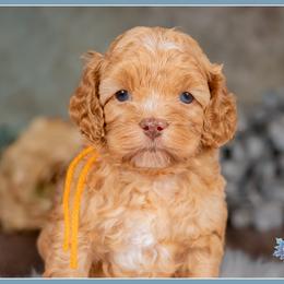 Randall - Red and white male Cockapoo puppy in Connersville, Indiana from Deaz Doodle Ranch