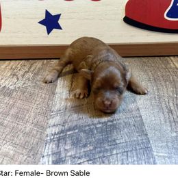 Star - Sable Aussiedoodle puppy in League City, Texas from Space City Mini Aussies & Doodles