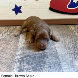Star - Sable Aussiedoodle puppy in League City, Texas from Space City Mini Aussies & Doodles