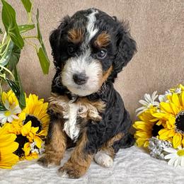 Blizzard - Tri-color male Bernedoodle puppy in Seymour, Missouri from D and D’s Dandy Doodles