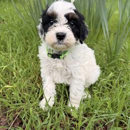 T.L - Tri-color male Cavapoo puppy in Redding, California from O’Hara  Doodles