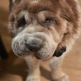 Gizmo - Chinese Shar-Pei