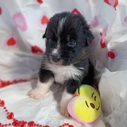 Sterling (green) - Black tri-color male Australian Shepherd puppy in Okeechobee, Florida from Rothsolid Puppies