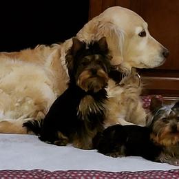 Yorkshire Terriers from CLC SOUTHERN YORKIES