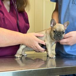 Winston - Blue fawn male French Bulldog puppy in Houston, Alabama from Orderofthebulldogs, LLC