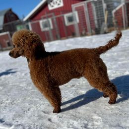 Poodle Puppies from Princely Poodles