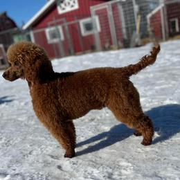 Poodle Puppies from Princely Poodles