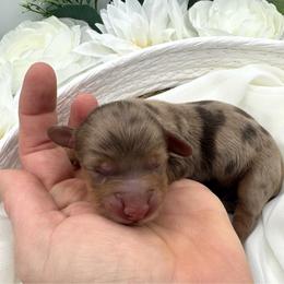 Grahm - Dapple male Dachshund puppy in Exeter, California from Sawtooth Miniature Dachshunds