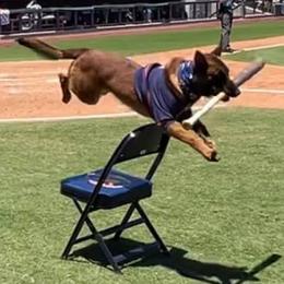 Ruin (the famous BatDog) 2025 WORLD CHAMPION PSA - Belgian Malinois