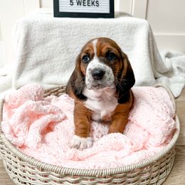 Loblolly - Black brown and white Basset Hound puppy in Centerville, Utah from Lazy Acre Basset Hounds