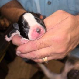 Female 2 - Black and white female Boston Terrier puppy in Covington, Georgia from Tuxedo Bostons of Atlanta