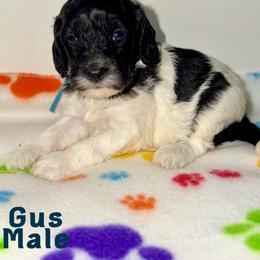 Gus - Black male Australian Labradoodle puppy in Beecher, Illinois from Erica’s Doodles