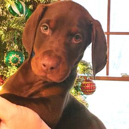 Doberman Pinscher Puppies from Schloss Velburg Dobermanns