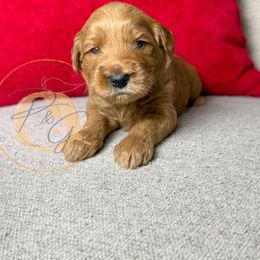 Balsam (dark green collar) - Apricot male Goldendoodle puppy in Murrieta, California from Apricot Poodles & Goldendoodles, LLC