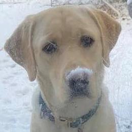 Labrador Retriever All Grown Up from Cream In My Coffee Labradors