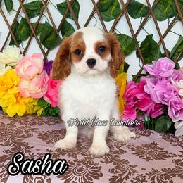 Sasha - Blenheim female Cavalier King Charles Spaniel puppy in Hollywood, Florida from World Class Cavaliers