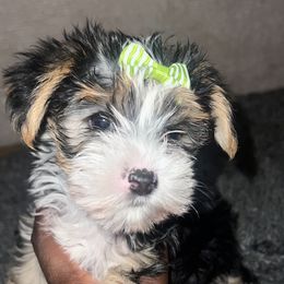 Yorkshire Terrier Puppies from Keia's Parti Yorkie Pups