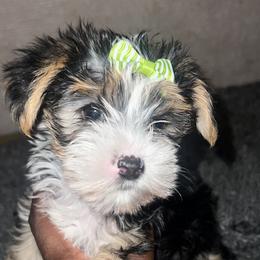 Yorkshire Terrier Puppies from Keia's Parti Yorkie Pups