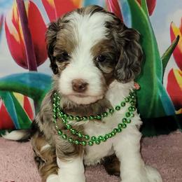 Yahtzee - Chocolate Merle - Merle female Australian Labradoodle puppy in Beecher, Illinois from Erica’s Doodles