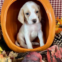 Hue - Lemon and white male Beagle puppy in Katy, Texas from Houston’s Howlin’ Hounds