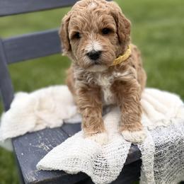 Hendrix - Apricot male Goldendoodle puppy in Huntington, Utah from Krispydoodle