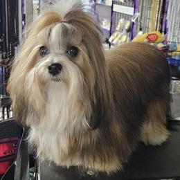 Ruby - Havanese