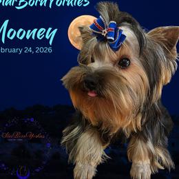 StarBorn's Cardinal Moonstone  - Mooney - Black and gold male Yorkshire Terrier puppy in Northville, Michigan from StarBornYorkies, LLC