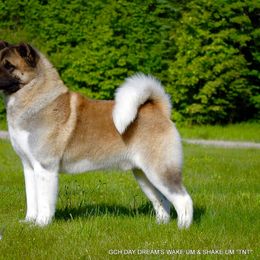 Akita and Shiba Inu All Grown Up from Day Dream Shiba Inu’s