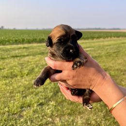 Girl 4 - Soft Coated Wheaten Terrier puppy in Illinois from Sarabeth's Friendly Pups
