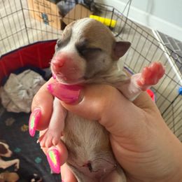 Girl2 - Sable spotted white Chihuahua puppy in Lees Summit, Missouri from Divine K9s LLC