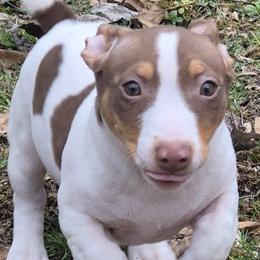 Odin - White and chocolate male Teddy Roosevelt Terrier puppy in Murray, Kentucky from Froschwald German Shepherds and Xanadu Teddy Roosevelt Terriers