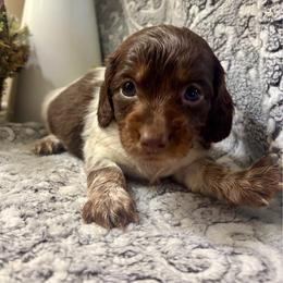 Prince George - Piebald male Dachshund puppy in Aiken, South Carolina from State Eight Dachshunds