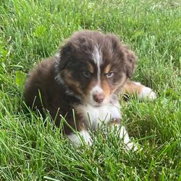 Australian Shepherds and Pembroke Welsh Corgis from Mallory Pembroke Welsh Corgis And Australian Shepherds