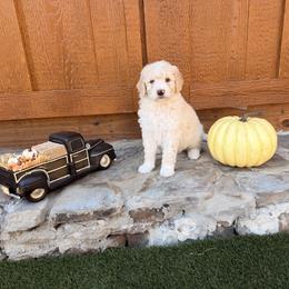 Dolly - Cream female Aussiedoodle puppy in Lavonia, Georgia from H & A Kennels