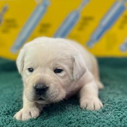 Snowflake - Yellow female Labrador Retriever puppy in Puyallup, Washington from 12 Door Farm Labradors