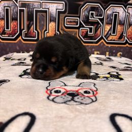 G2 - Black and mahogany female Rottweiler puppy in Grand Rapids, Michigan from Rott-Squad Kennels