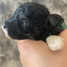 Ollie - Parti male Poodle puppy in Haddam, Kansas from Golden B Acres
