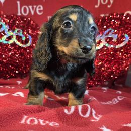 Just Chillin Out   Boy #6 - Black and tan male Dachshund puppy in Polo, Missouri from Cool Runnin Dachshunds