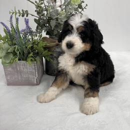Bernedoodle, Bernese Mountain Dog, and Poodle Puppies from Bubbling Springs Doodles, LLC