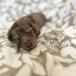 Dachshund Puppies from Dogwood Doxies