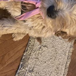 Australian Shepherds and Goldendoodles from Anglin Doodles