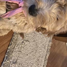 Australian Shepherds and Goldendoodles from Anglin Doodles